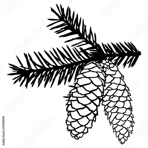 Fir cones on branch