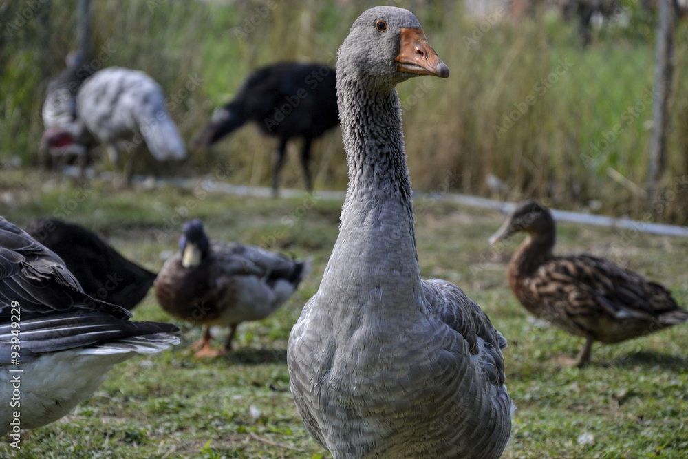 Domestic geese / goose graze on traditional village barnyard. Gander feed on rural farm yard Domestic geese / goose graze on traditional village barnyard. Gander feed on rural farm yard
