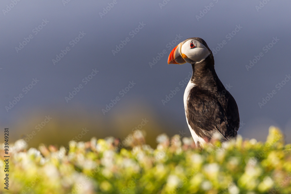 Fototapeta premium Puffin flowers