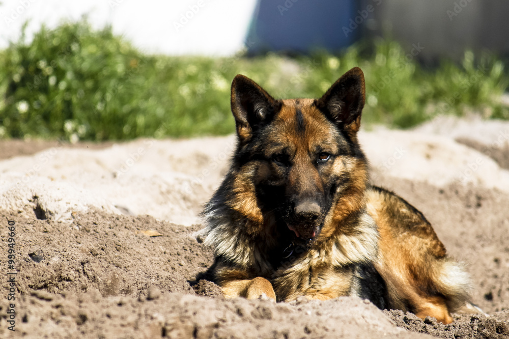 Naklejka premium German Shepherd dog on the sand