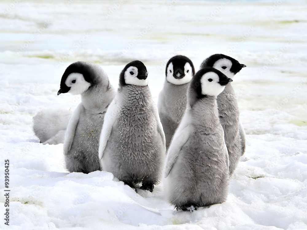 Naklejka premium Emperor Penguin Chicks