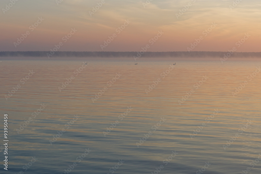 Swans and pastel dawn