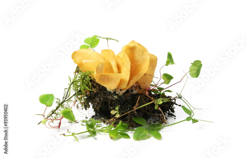 Mushroom Hare's Ear (Otidea onotica) on desktop for sample study photo