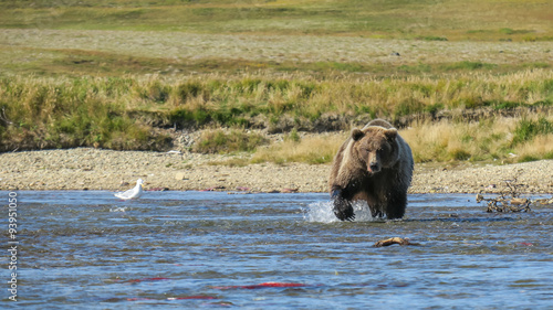 Big brown bear chasing salmon in a river