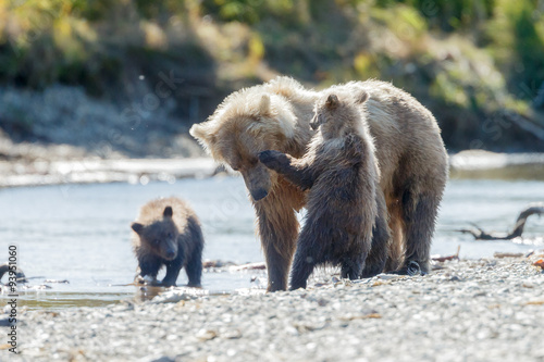 Mother brown bear and her two cubs