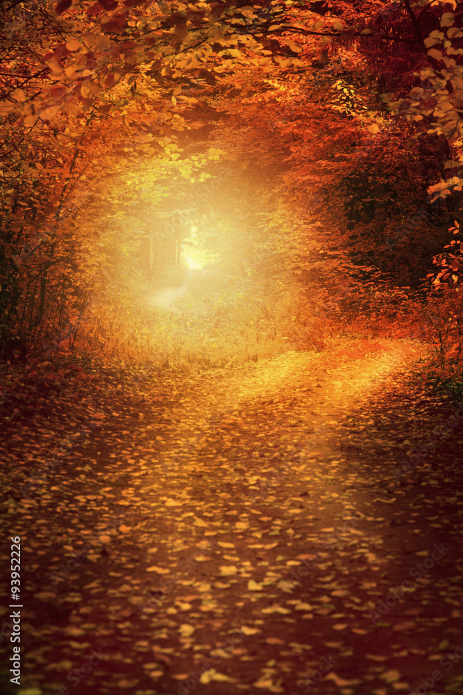 Obraz premium Country road in autumn forest over sunlight