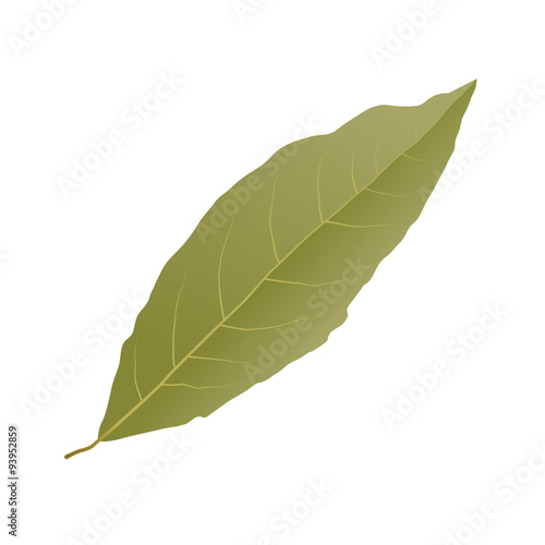 Bay leaf