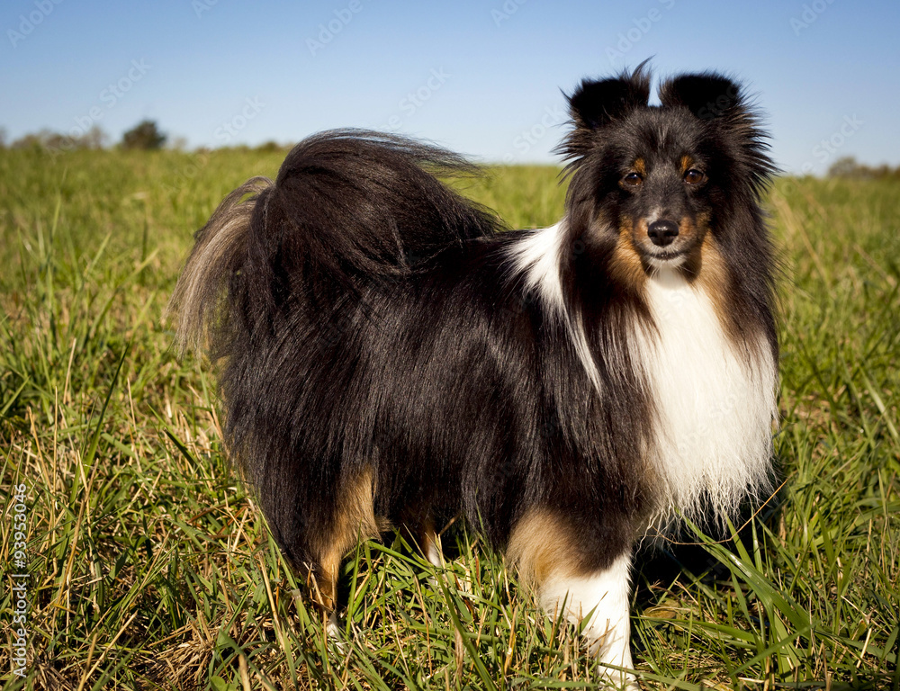 Beautiful black and white Sheltie in green field