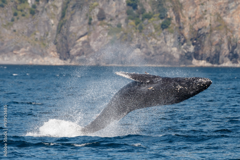 Fototapeta premium Breaching Humpback Whale a the coast of Alaska