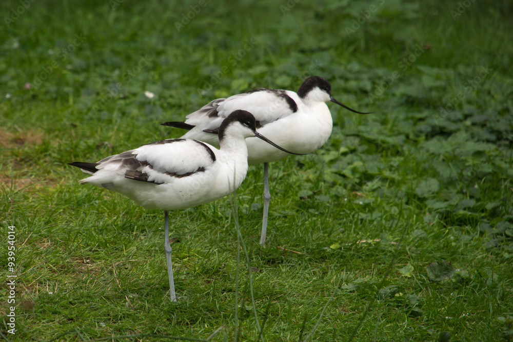 Naklejka premium Two Pied Avocet