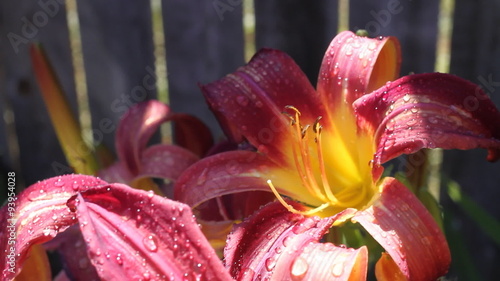 Tiger Lily Double Dolly. 2 Clips of dolling shots over a group of tiger lilies with rain drops on them.
 photo