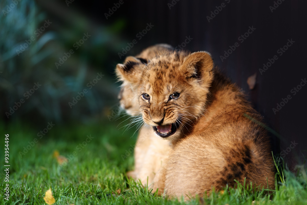 Alert small lion cub with brown fur Alert small lion cub with brown fur