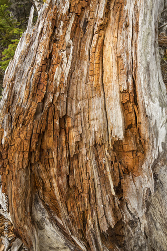 Vertical driftwood stump with orange fragments inside, Flagstaff Lake, Maine.