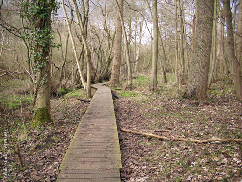 Wooden boardwalk in woodland