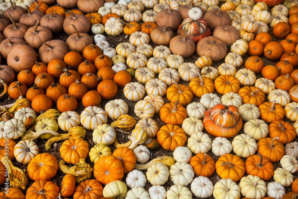 Variety of colorful pumpkins. Decorative background for the