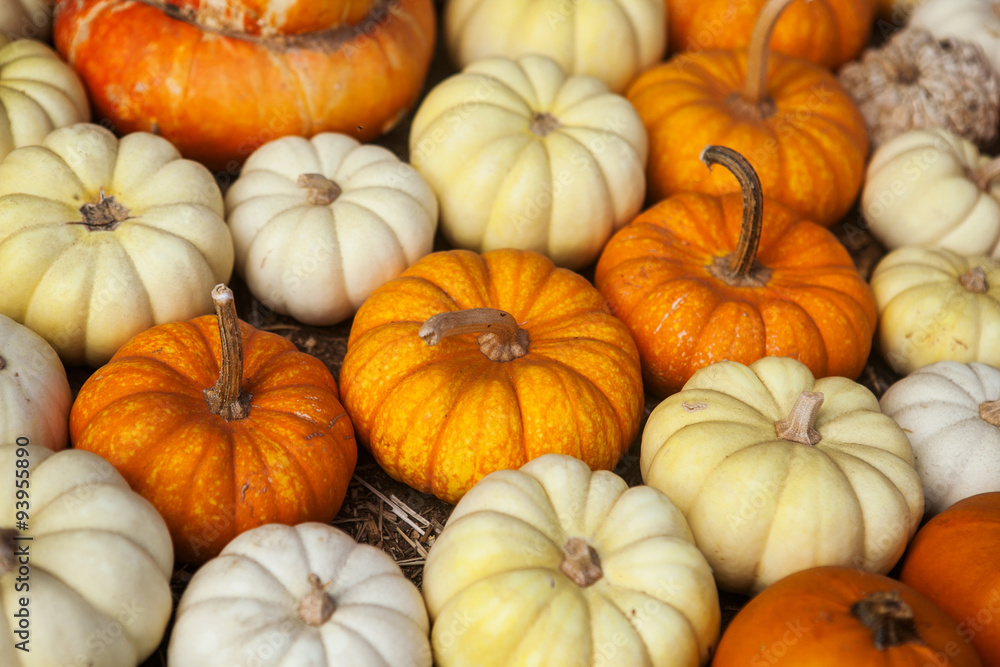 Pile of pumpkins. Background for the autumn season and Halloween Pile of pumpkins. Background for the autumn season and Halloween