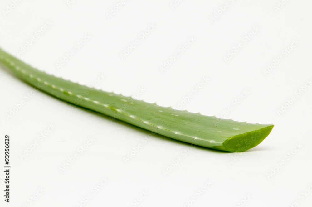 Aloe vera plant Aloe vera plant