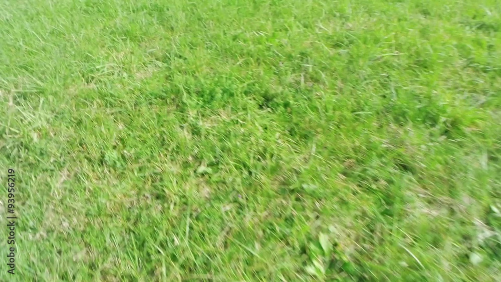 Movement of fresh green grass Movement of fresh green grass