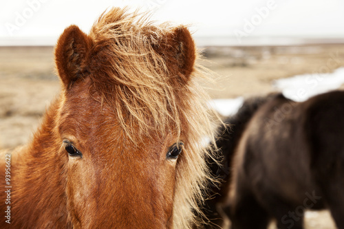 Closeup of a brown Icelandic pony