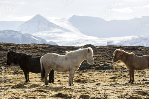 Fototapeta Naklejka Na Ścianę i Meble -  Herd of Icelandic horses in spring