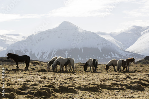 Herd of Icelandic horses in spring © BirgitKorber