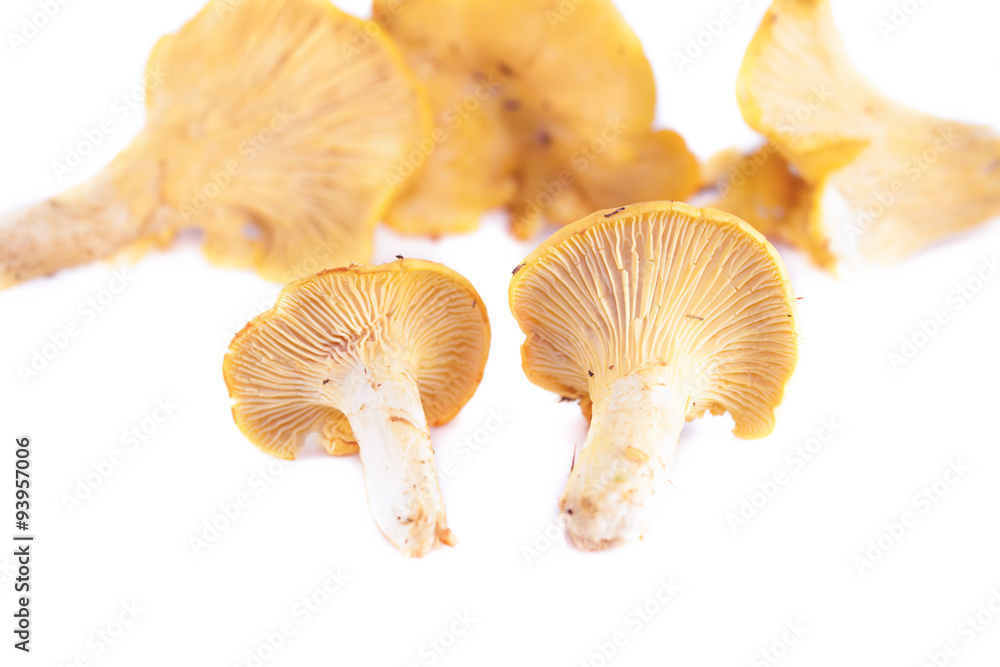 Cantharellus Cantharellus