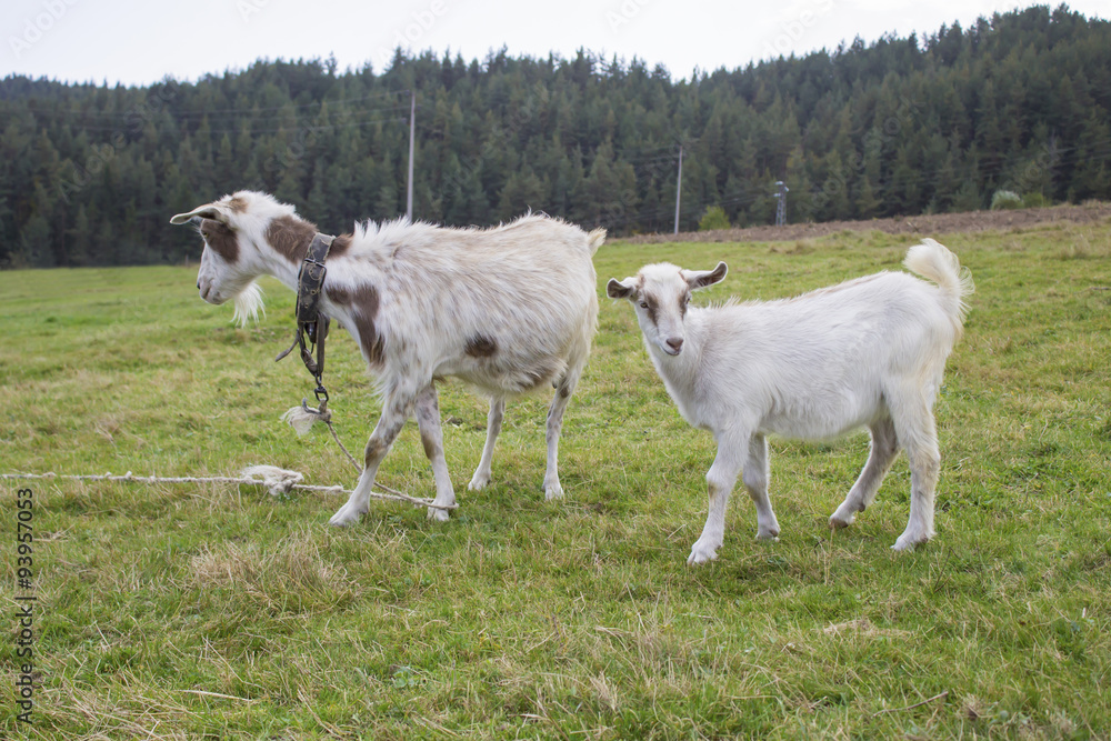 Baby goat with mother