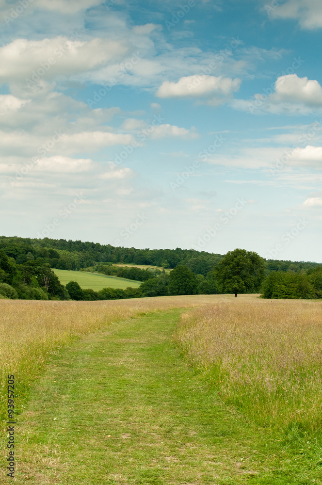 Pathway of green grass through a countryside meadow Pathway of green grass through a countryside meadow