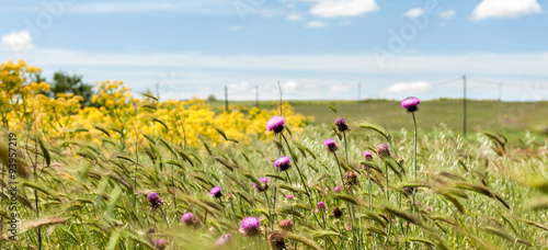 Puglia, fiori di cardo e grano al vento nel Parco Nazionale dell'Alta Murgia