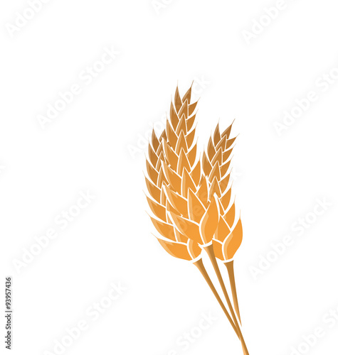 Ears of wheat isolated on white background