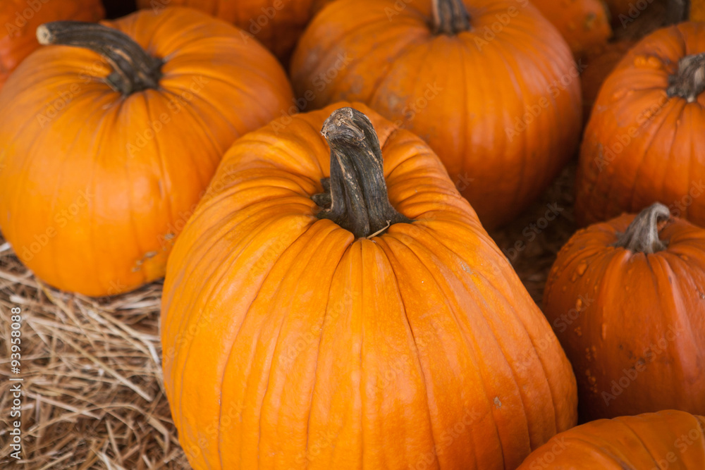 Pumpkin patch in a field of straw. Background for fall, autumn Pumpkin patch in a field of straw. Background for fall, autumn