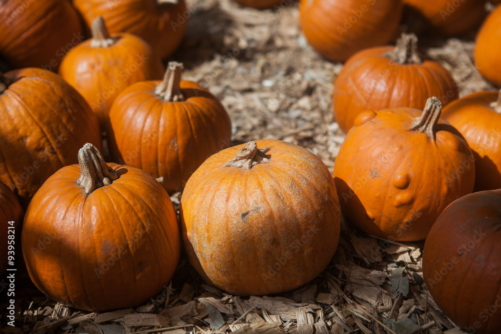 Pumpkin patch in a field of straw. Background for fall, autumn Pumpkin patch in a field of straw. Background for fall, autumn