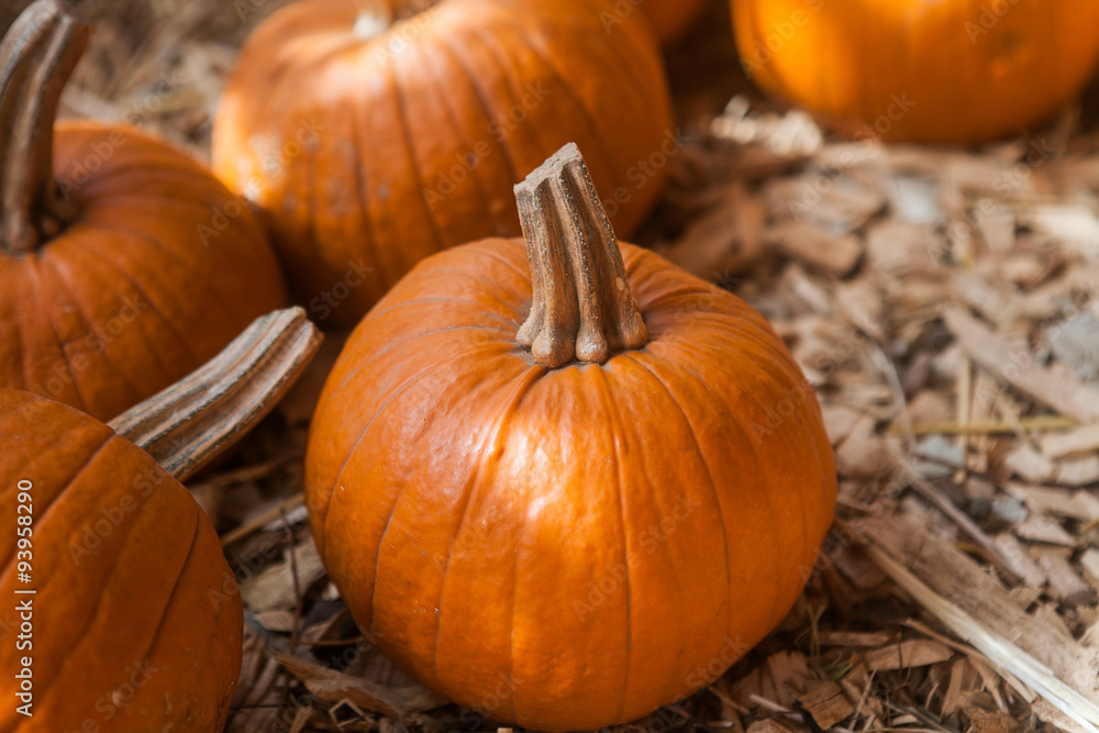 Pumpkin patch in a field of straw. Background for fall, autumn Pumpkin patch in a field of straw. Background for fall, autumn