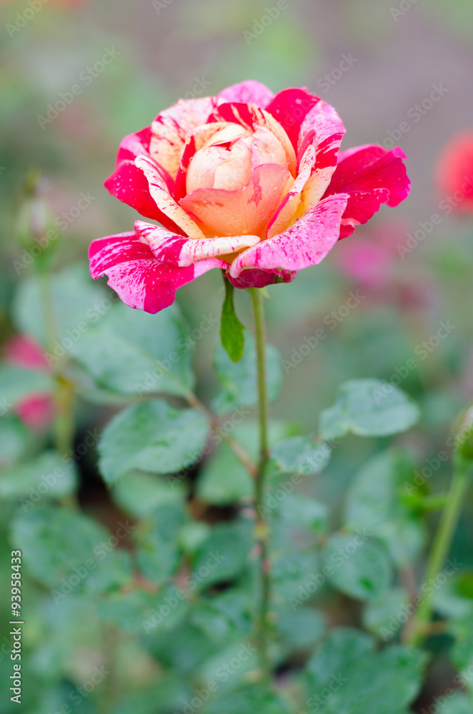 Three color rose blooming in garden Three color rose blooming in garden