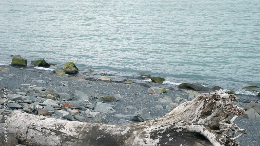 tree trunk on rock shore P HD 8400 tree trunk on rock shore P HD 8400