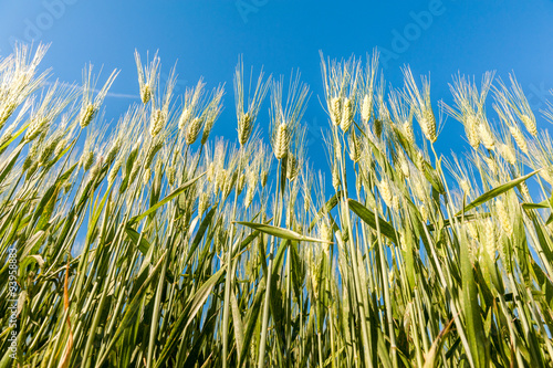 Puglia, campi di grano nella Murgia