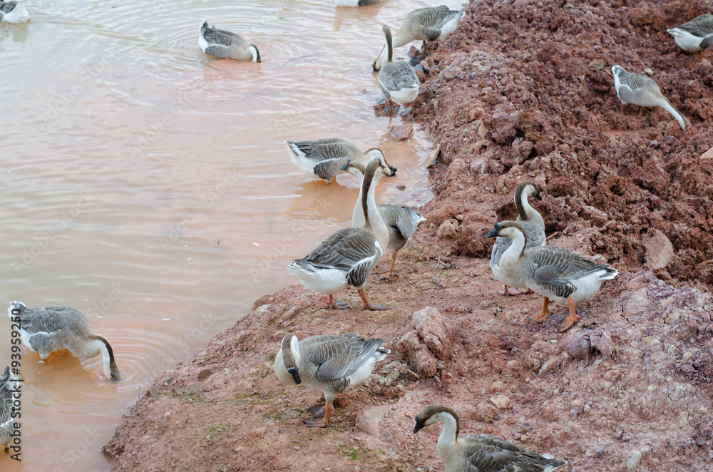 Obraz premium Group of thai goose on pond