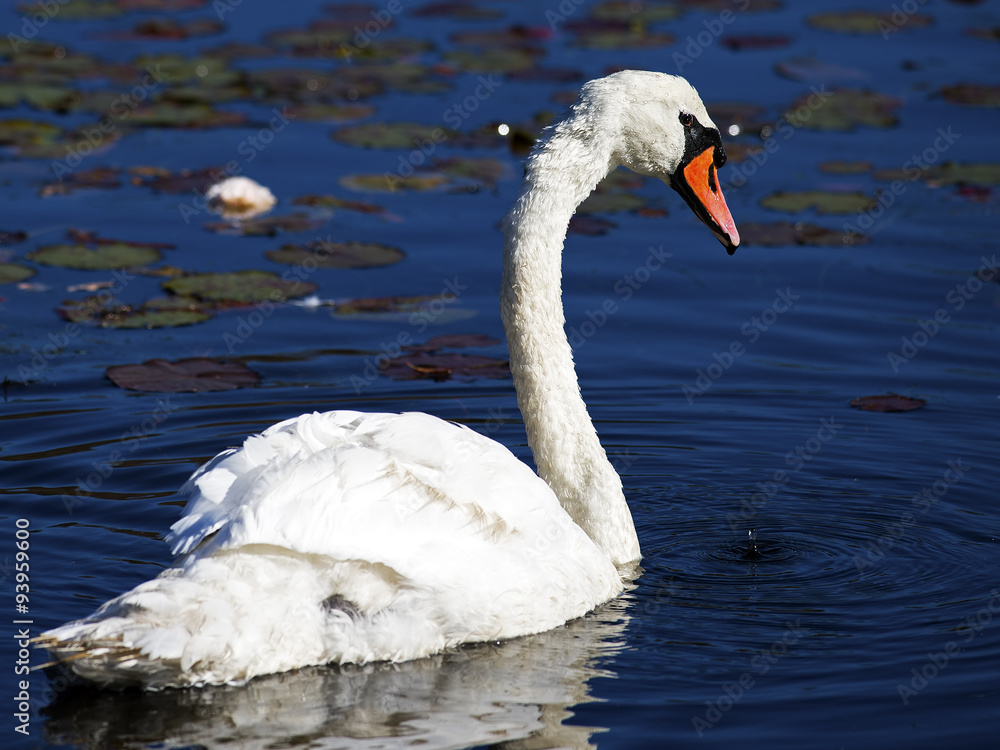 Naklejka premium Mute Swan