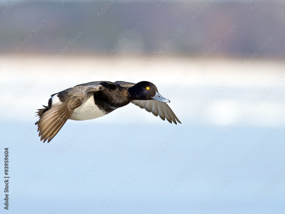 Lesser Scaup in flight