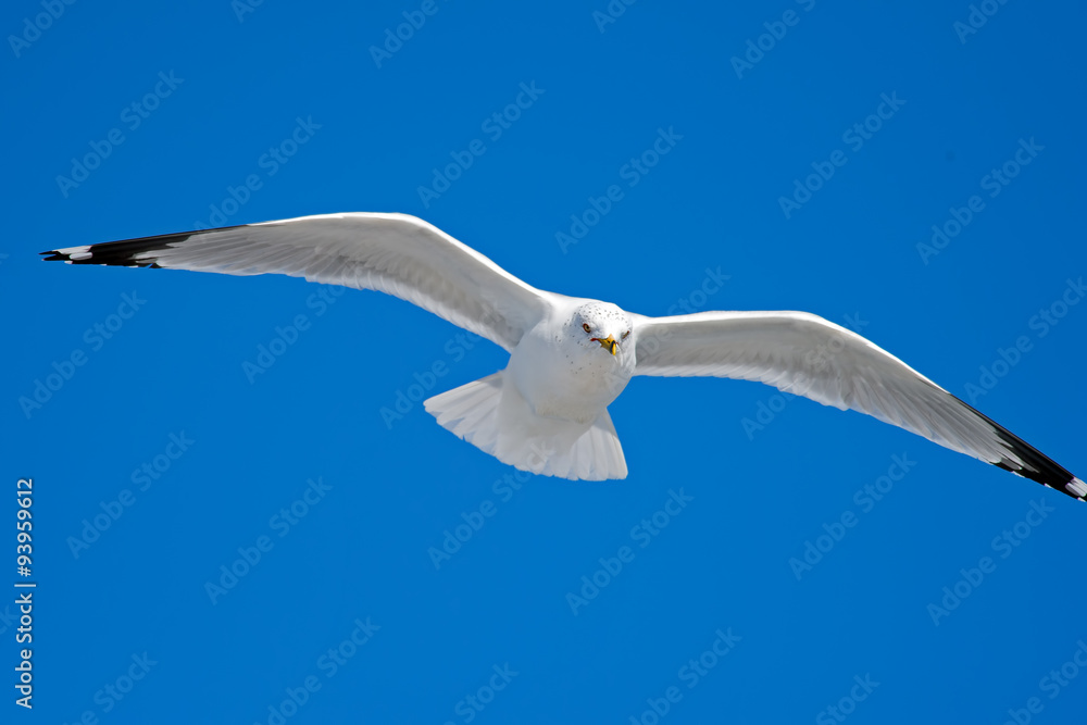 Ring-billed Gull in Flight Ring-billed Gull in Flight