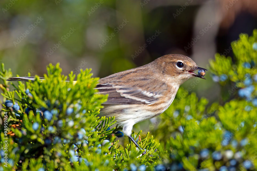 Obraz premium Yellow-rumped Warbler Eating Berries
