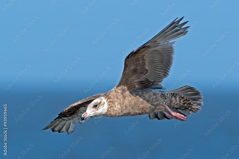 Obraz premium Herring Gull in Flight