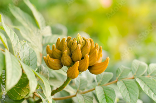 Decorative african tulip tree flower ,flame of the forest photo