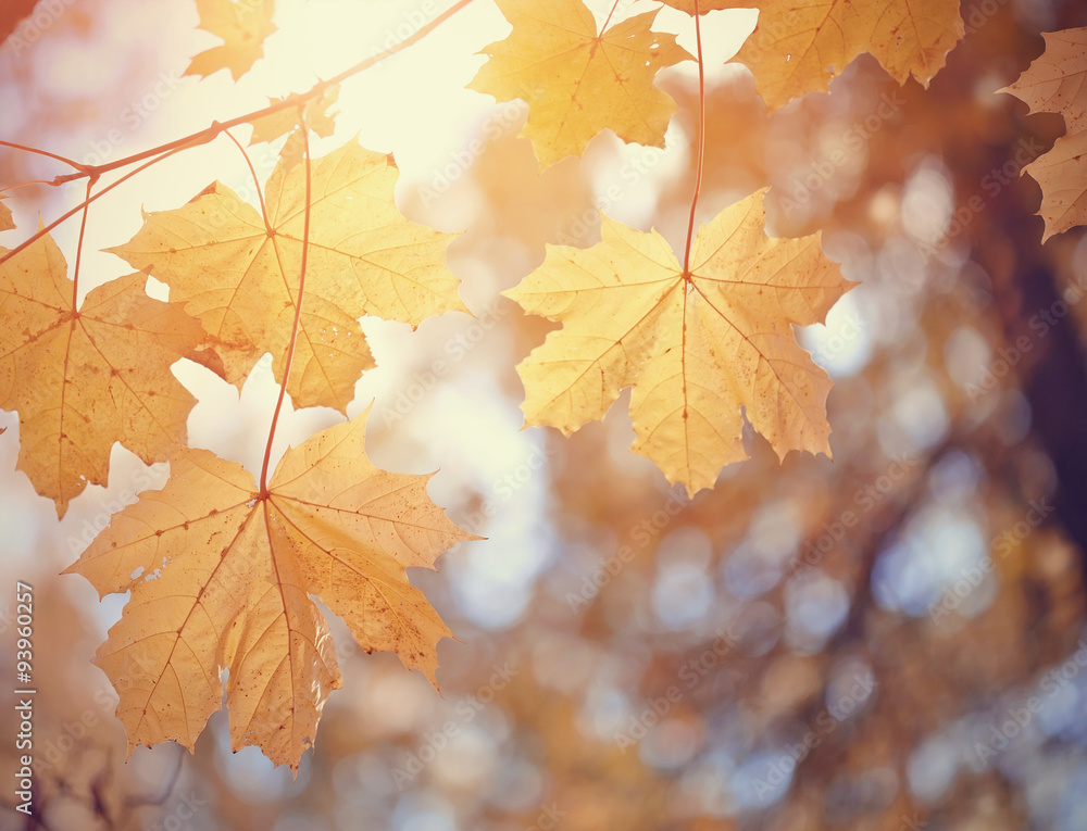 Autumn maple leaves of yellow color Autumn maple leaves of yellow color