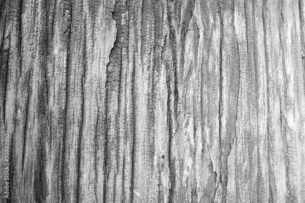 Obraz premium Old wood skin