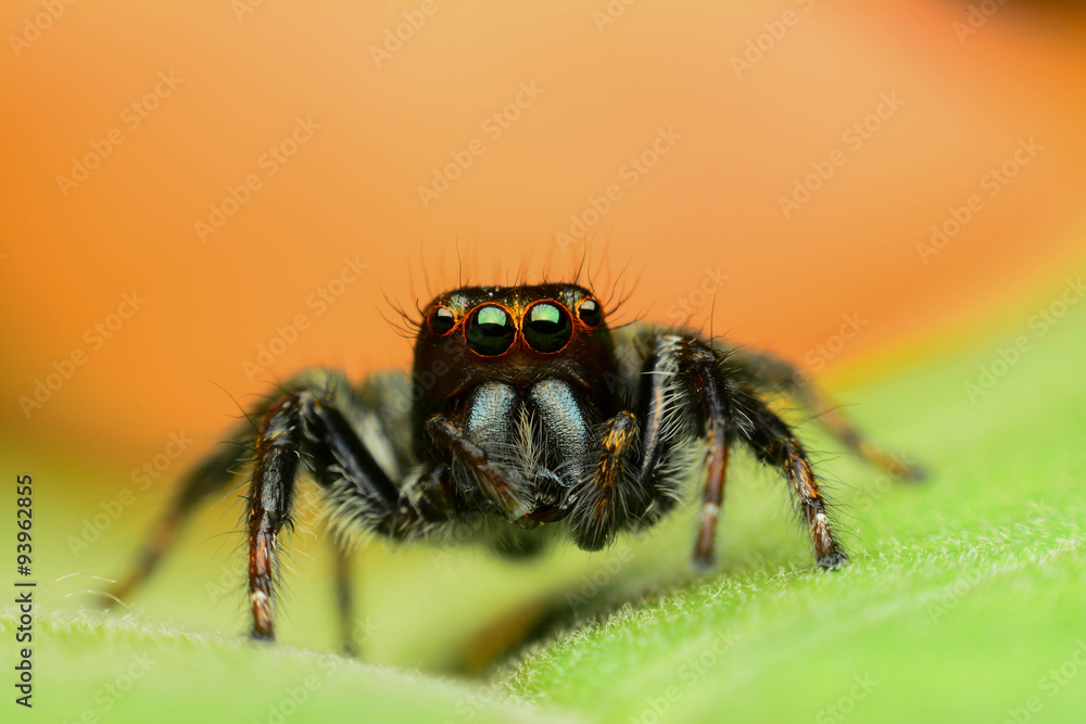 Fototapeta premium Beautiful jumping spider on green leaf
