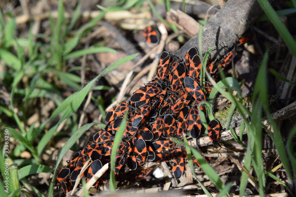 red bugs red bugs