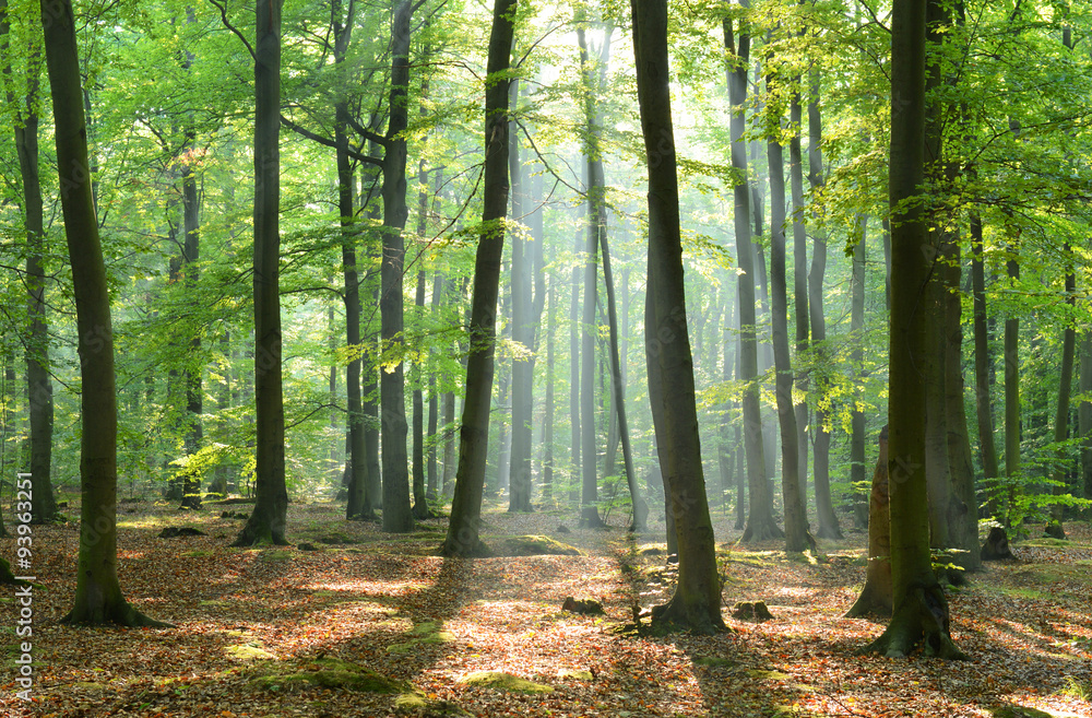 Naklejka premium Morning in the forest