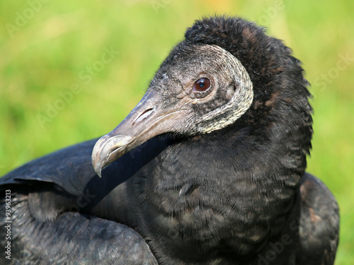 Black vulture © Edwin Butter