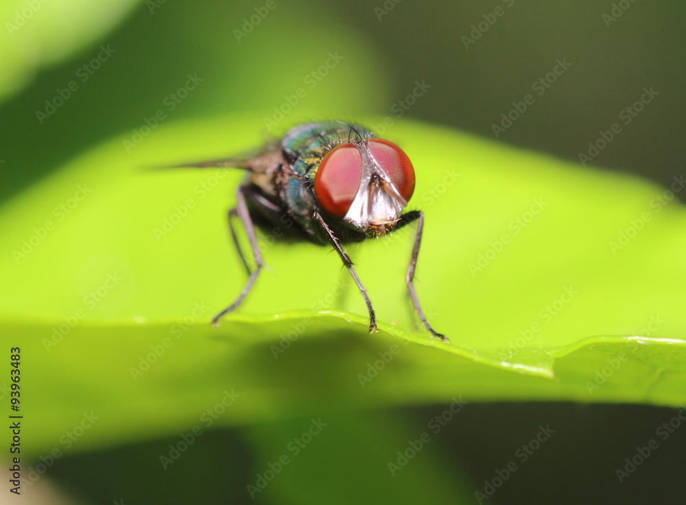 Small Insect and bug Small Insect and bug